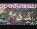【伊豆シャボテン公園】カピバラさんの露天風呂～♪