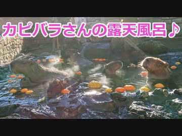 【伊豆シャボテン公園】カピバラさんの露天風呂～♪