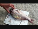 アウトドア上手になれれば楽しいに決まってる⑤【初キャンプ in 小豆島 2/4】