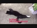 【ねことドイチ】おそロシアの家庭料理！カーシャ
