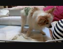 立ち尽くすワンコ（パピヨン）2