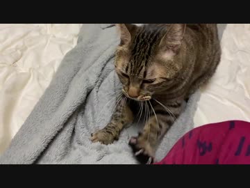 オッドアイの白たぬき(猫)、うどん職人猫に弟子入りする