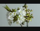 movie flower white 堂河内良二