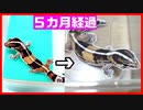 【レオパと違うの⁉】ニシアフリカトカゲモドキ(ニシアフ)をお迎えして分かったこと。【５カ月経ちました】