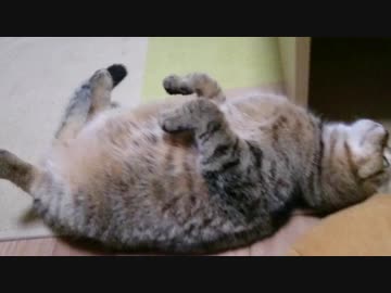 ぽっちゃりニャン