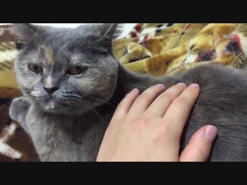 猫さん、お口に水滴ついてますよ