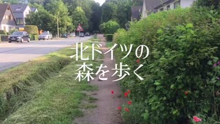 北ドイツの森を歩く