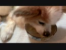 舌をペロペロさせながら食事をするワンコ（パピヨン）