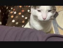 なんか小腹減ったなーくらいの猫のおねだり