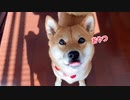 【魅惑のおやつタイム】おやつを見つめる柴犬ももっぷのうるうる瞳がかわいすぎ