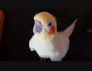 食い物よりもカメラ目線が大事なインコ