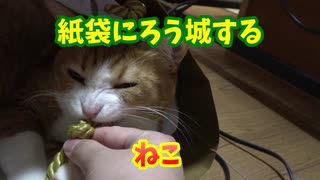 紙袋に引きこもる猫様