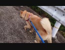 雨上がりのメイリオさんぽ