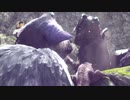 【人喰いの大鷲トリコ】鶏喰いのわしが実況プレイ  Part13