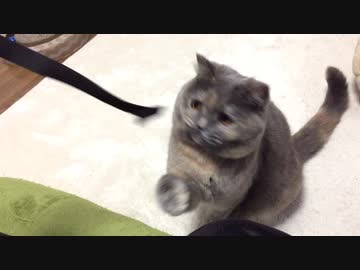 ヒモを愛する女