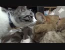 食欲回復しました　＃145