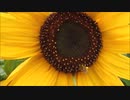 Sunflower With Bees　阿部寛憲