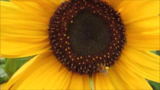 Sunflower With Bees　阿部寛憲