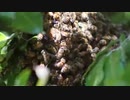Swarming Bees　阿部寛憲