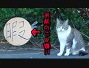 逃げ猫たち（美しい小鳥も登場します）