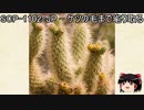 ゆっくりと一緒にSCPを紹介したい！その67【SCP】