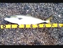 2020-01-22　メジロ78cm　釣って刺身で食べる