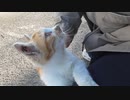 パンを転がして遊ぶ子猫