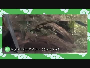【ポケモン剣盾】水族館パでワイワイバトル：４【シングルランク・シーズン２】