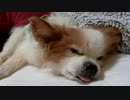 うつぶせになるワンコ（パピヨン）1