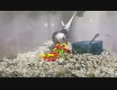 知恵の輪とチッポ