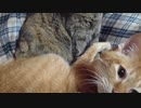 拾いねこ＠生後2758/2725日目　らぶらーぶ。
