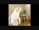 チョコボのテーマには聞こえませんが・・・