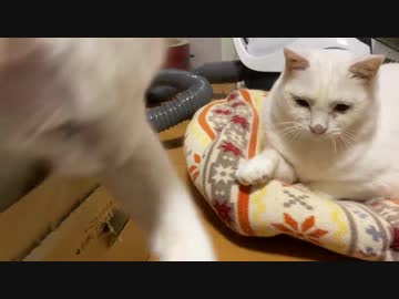 オッドアイのシニア子猫、ウチューネコチャンとポッキーゲームをする