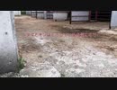 牧場で暮らす猫ー２