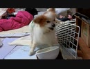 ガツガツ食べるワンコ（パピヨン）7