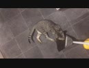 掃除の邪魔するシャロ(´・ω・｀)