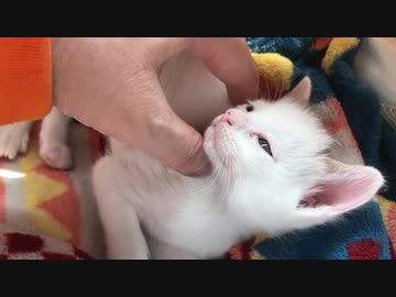 幸せお届けコネコチャン、ウチューネコチャンたちと対面する