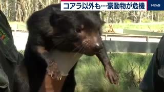 コアラ以外も…オーストラリアの希少動物が危機　森林火災で10億匹以上が焼死