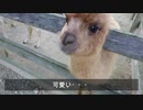 アルパカとふれあいました