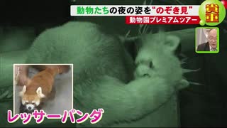 愛くるしい寝顔も! 夜の動物園ツアー 昼に見られない動物の姿を“のぞき見”