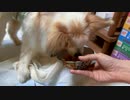 いちごを食べるワンコ（パピヨン）