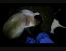 【ちょっとビックリ】足元に何かいるΣ(ﾟДﾟ)？？？