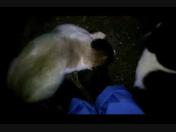 【ちょっとビックリ】足元に何かいるΣ(ﾟДﾟ)？？？