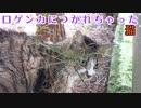 口ゲンカに疲れちゃった猫