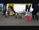 志摩で見たペンギンのお散歩