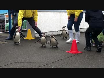 志摩で見たペンギンのお散歩