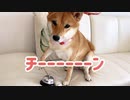 チーンさん大好き！呼び鈴を見たら鳴らさずにはいられない柴犬ももっぷ