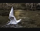 カモメの水浴びスローモーション