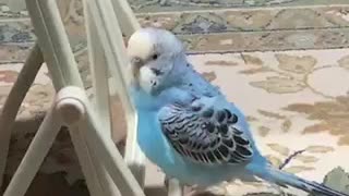 ノリノリで踊るインコ