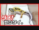 【やってはいけない‼】レオパをお迎えしたらやってはいけないこと３選【焦らないで】